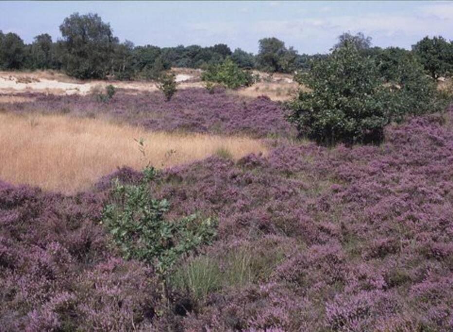 فيلا Natuurhuisje أويسترفايك المظهر الخارجي الصورة